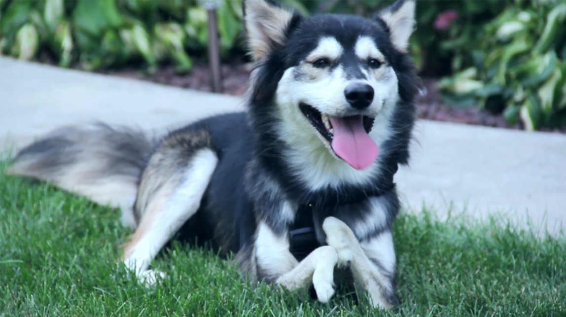 Derby the Dog 3D Printed Legs 2