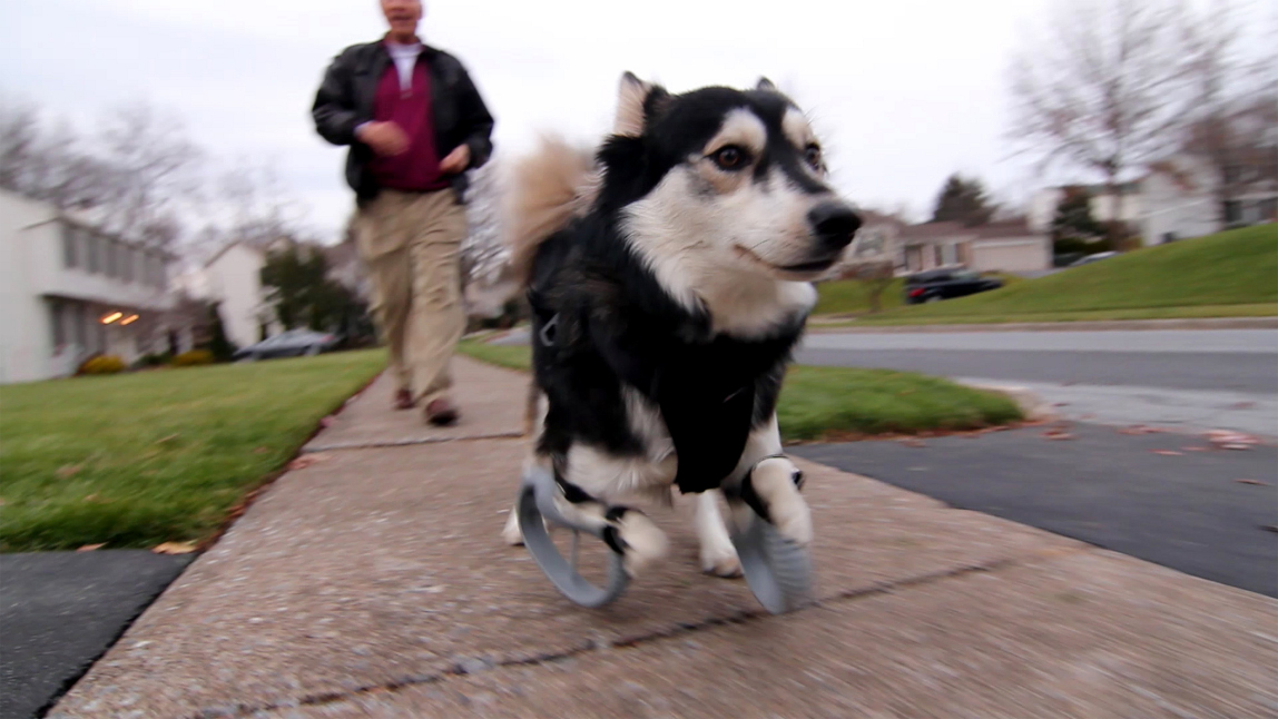Derby the Dog 3D Printed Legs
